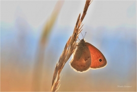<p>OKÁČ POHÁŇKOVÝ (Coenonympha pamphilus) ---- /Small heath - Kleines Wiesenvögelchen/</p>